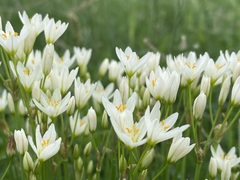 Nothoscordum bivalve