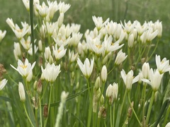 Nothoscordum bivalve