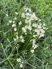 Nothoscordum bivalve