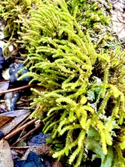Cryphaea glomerata