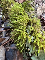 Cryphaea glomerata