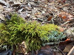 Cryphaea glomerata