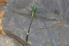 Austrogomphus amphiclitus