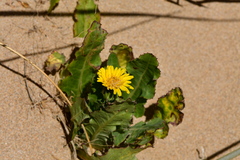 Sonchus megalocarpus