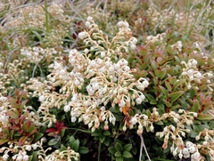 Gaultheria crassa