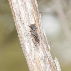 Atrapsalta furcilla