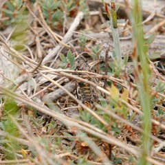 Atrapsalta furcilla