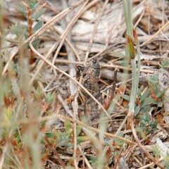 Atrapsalta furcilla