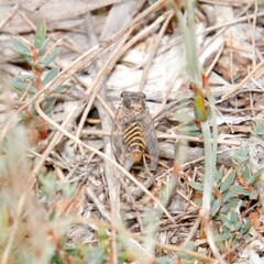 Atrapsalta furcilla