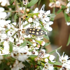 Castiarina xanthopilosa