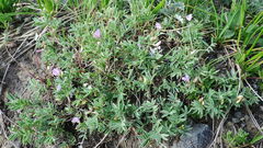 Astragalus vexilliflexus