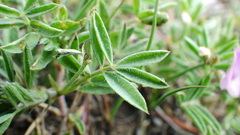 Astragalus vexilliflexus
