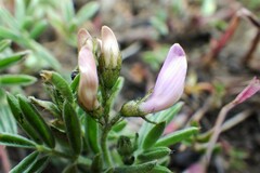 Astragalus vexilliflexus