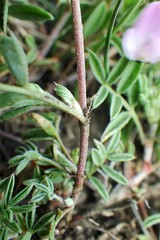 Astragalus vexilliflexus