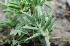 Astragalus vexilliflexus
