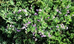 Astragalus vexilliflexus