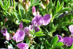 Astragalus vexilliflexus