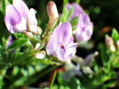 Astragalus vexilliflexus