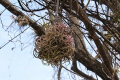 Tillandsia ionantha