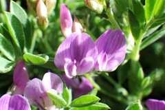 Astragalus vexilliflexus
