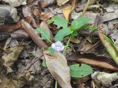 Bonnaya ruelloides