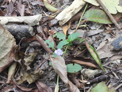 Bonnaya ruelloides