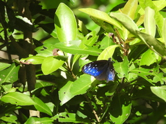 Euploea mulciber barsine