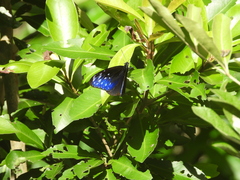 Euploea mulciber barsine