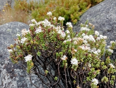 Veronica buchananii