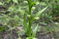 Platanthera flava herbiola