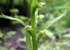 Platanthera flava herbiola