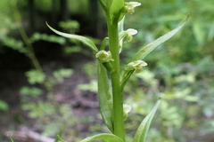 Platanthera flava herbiola