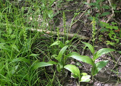 Platanthera flava herbiola