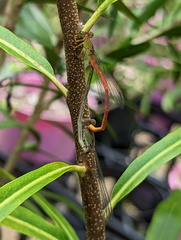 Ceriagrion aeruginosum