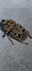 Ryssonotus nebulosus