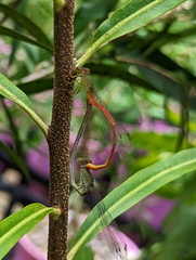 Ceriagrion aeruginosum