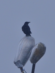 Corvus corone orientalis