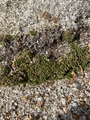 Selaginella eremophila