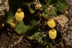 Calceolaria biflora
