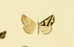 Pseudopanthera triangulum