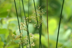 Juncus pylaei