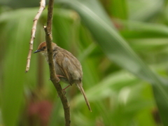 Cisticola
