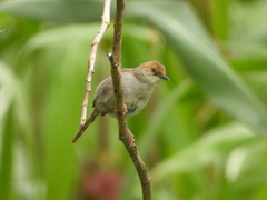 Cisticola
