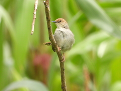 Cisticola