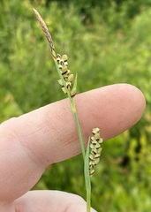 Carex panicea