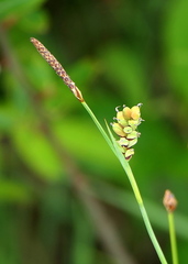 Carex panicea