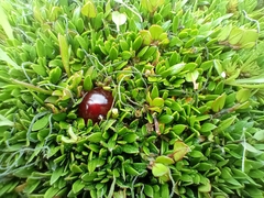 Coprosma atropurpurea