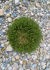 Honckenya peploides robusta