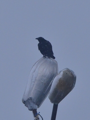 Corvus corone orientalis