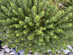 Honckenya peploides robusta